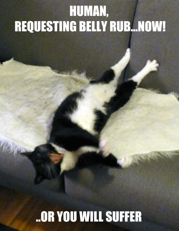 Human, requesting belly rub...now